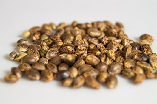 Indica vs Sativa Seeds: Effects, Growing Differences, and How to Choose